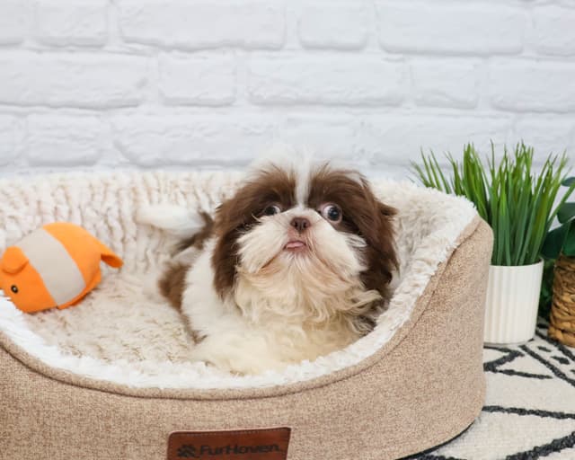 Shih Tzu Puppies media 2