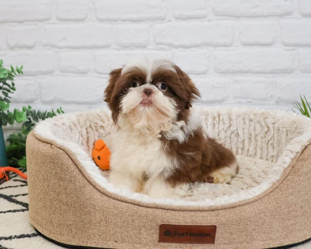 Shih Tzu Puppies media 3