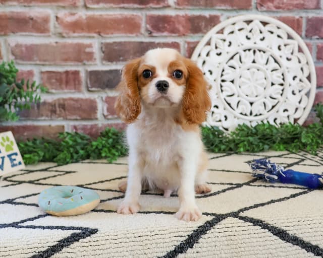 Cavalier King Charles Spaniel Puppies media 7