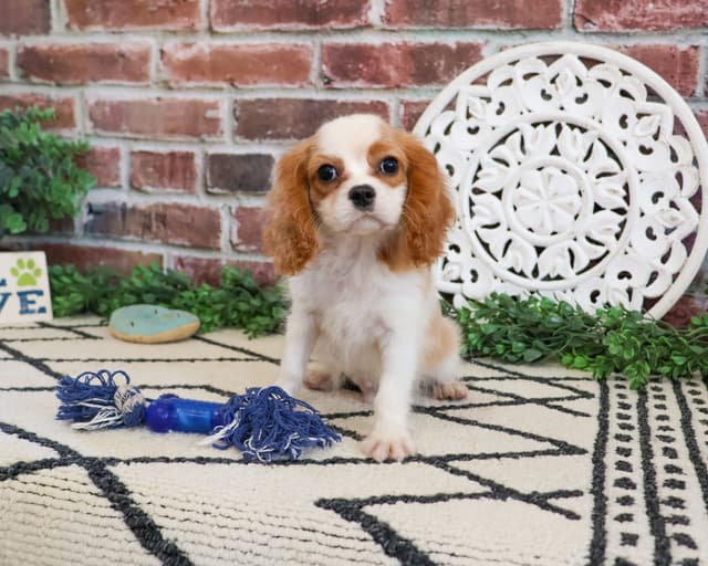 Cavalier King Charles Spaniel Puppies media 9