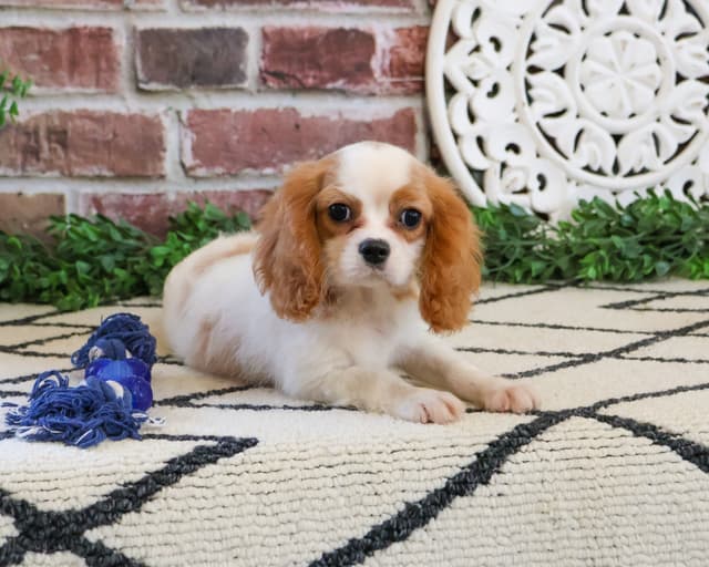 Cavalier King Charles Spaniel Puppies media 8