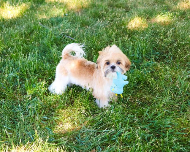 Shih Tzu Puppies media 2