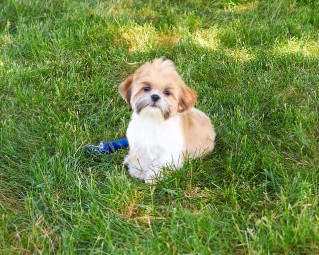 Shih Tzu Puppies media 3