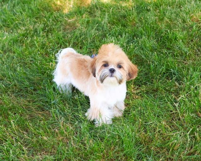 Shih Tzu Puppies media 4