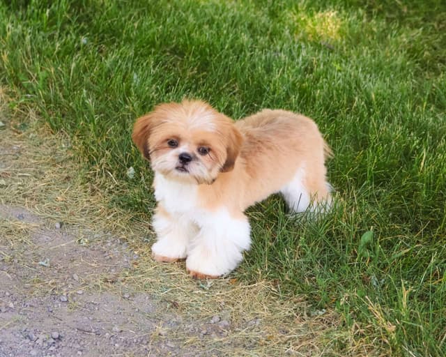 Shih Tzu Puppies media 2