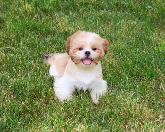 Shih Tzu Puppies media 3