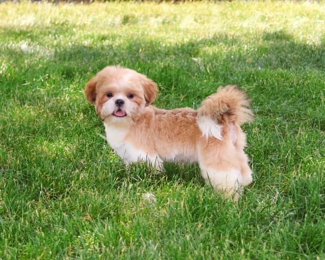 Shih Tzu Puppies media 4