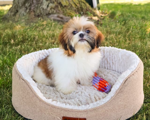 Shih Tzu Puppies media 5