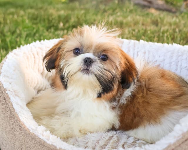 Shih Tzu Puppies media 6