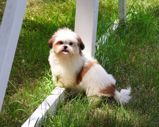 Shih Tzu Puppies media 7
