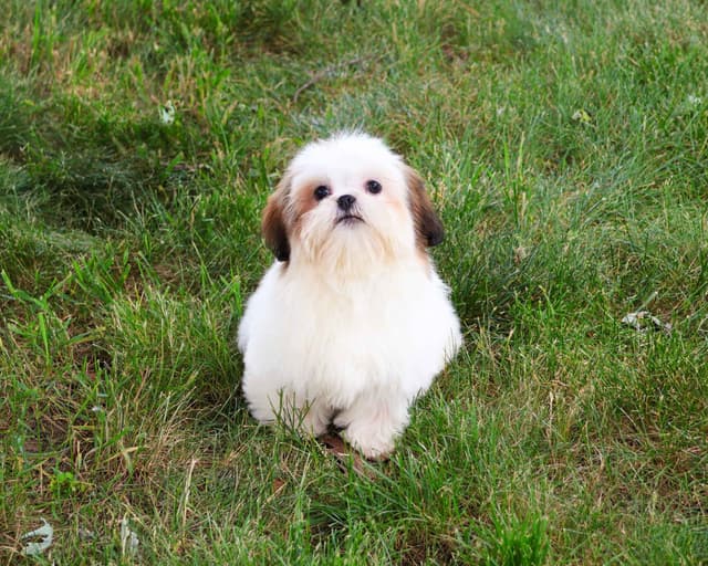 Shih Tzu Puppies media 8