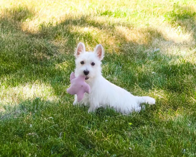 West Highland White Terrier Puppies media 3