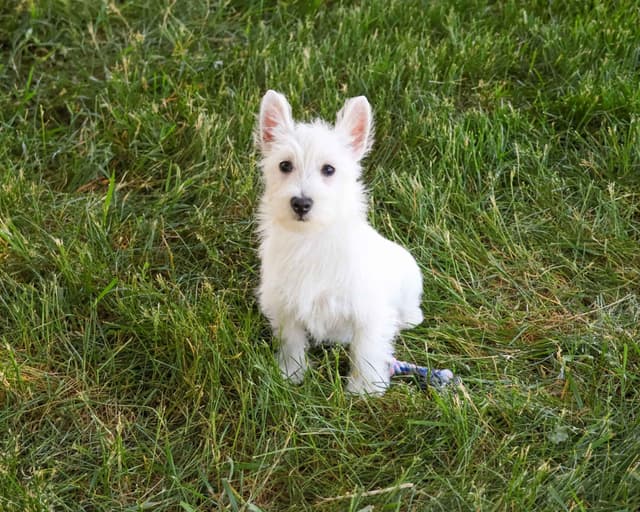 West Highland White Terrier Puppies media 4