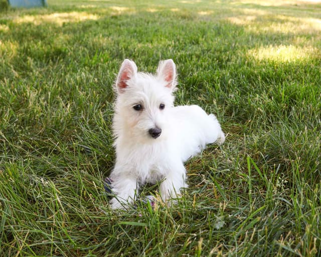 West Highland White Terrier Puppies media 5