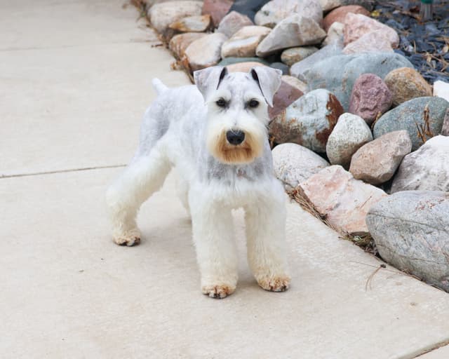 Miniature Schnauzer Puppies media 3