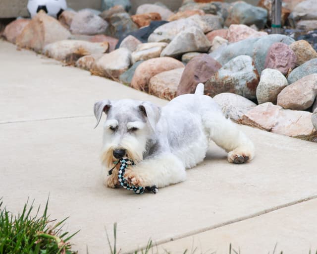 Miniature Schnauzer Puppies media 4