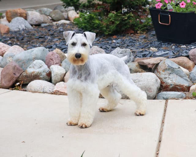 Miniature Schnauzer Puppies media 5