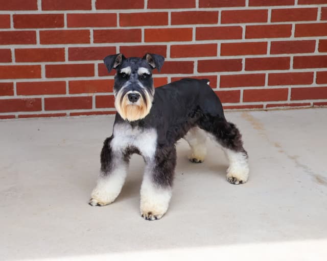Miniature Schnauzer Puppies media 2