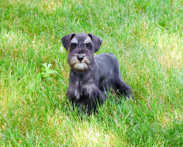 Miniature Schnauzer Puppies media 3