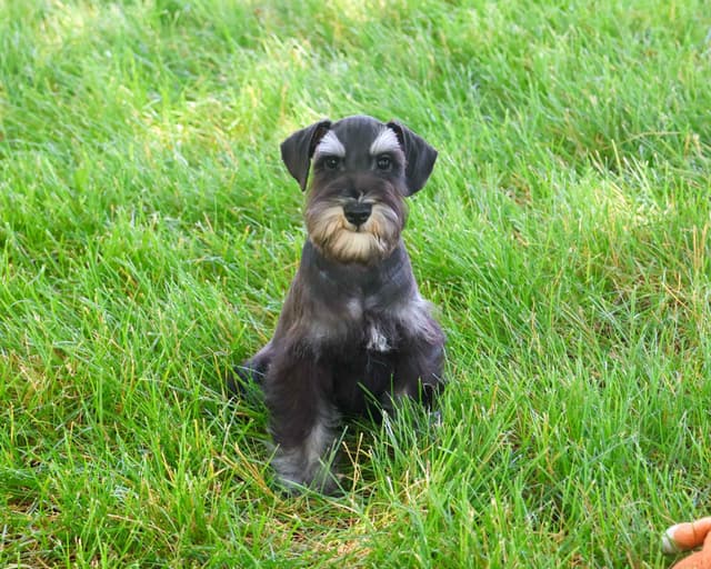 Miniature Schnauzer Puppies media 2