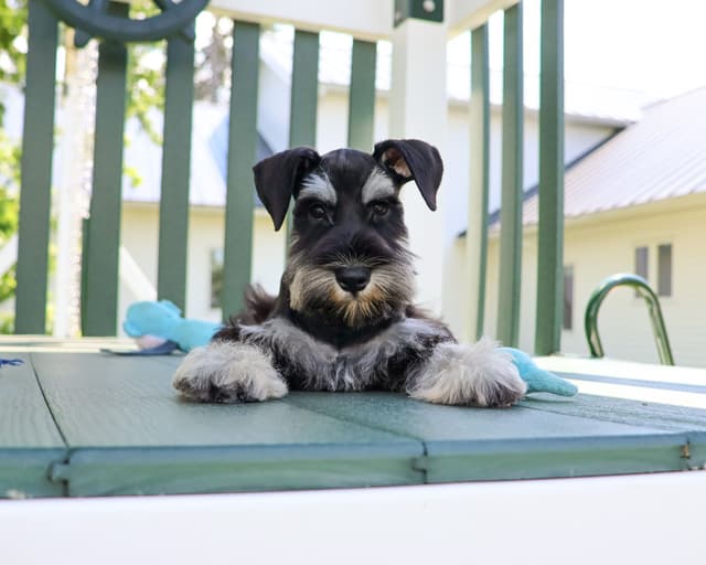 Miniature Schnauzer Puppies media 4