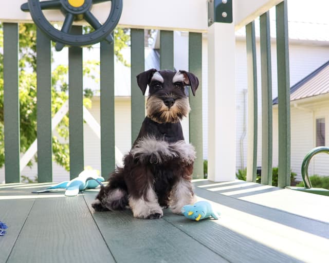 Miniature Schnauzer Puppies media 3