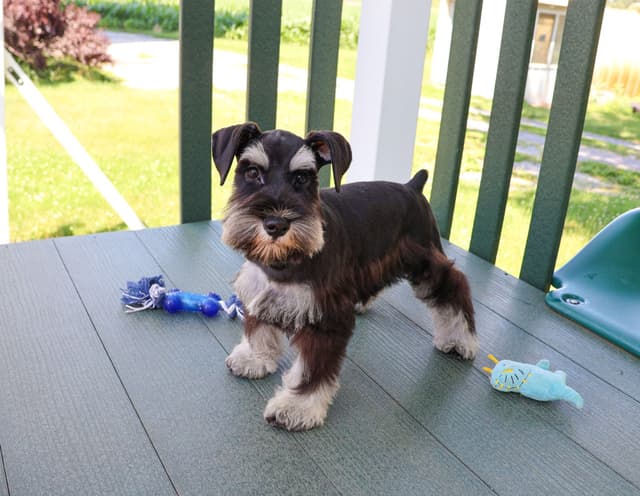 Miniature Schnauzer Puppies media 2