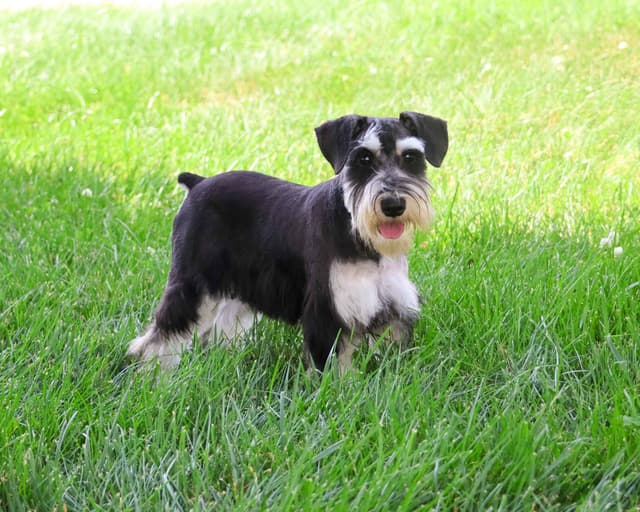 Miniature Schnauzer Puppies media 2
