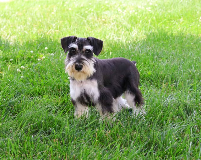 Miniature Schnauzer Puppies media 3