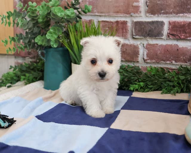 West Highland White Terrier Puppies media 2