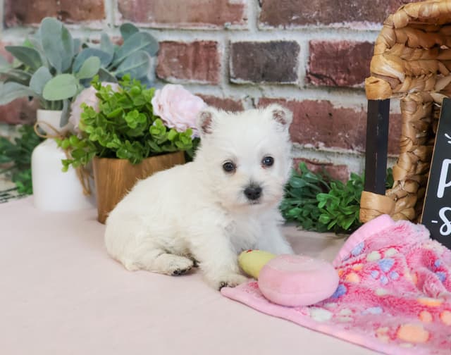 West Highland White Terrier Puppies media 4