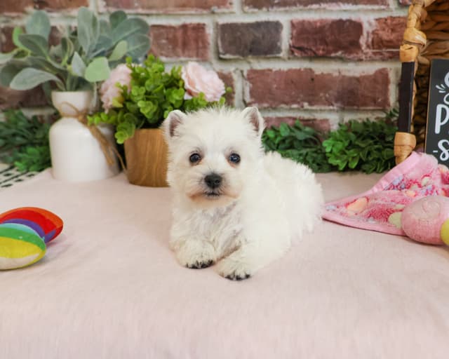West Highland White Terrier Puppies media 5