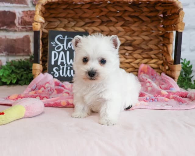 West Highland White Terrier Puppies media 6