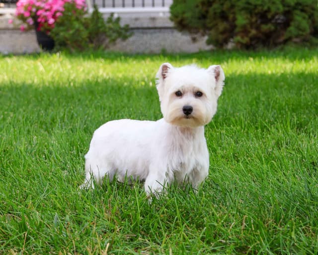 West Highland White Terrier Puppies media 7