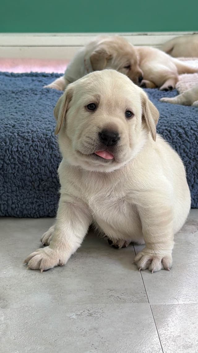 Labrador Retriever Puppies media 4