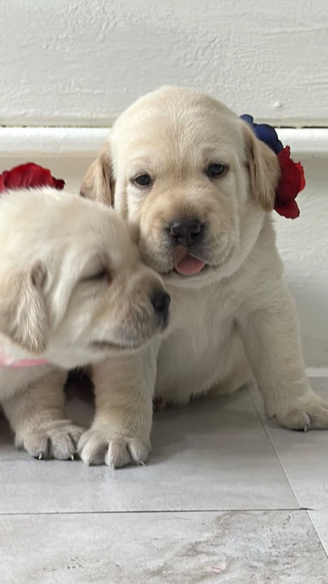 Labrador Retriever Puppies media 3