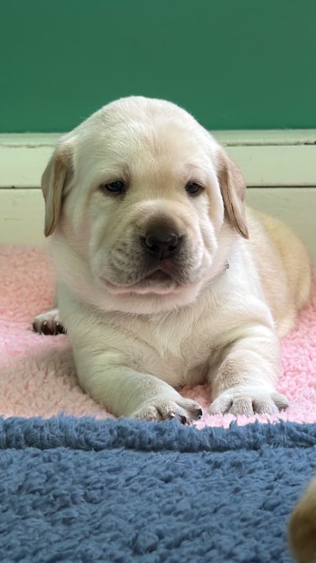 Labrador Retriever Puppies media 5