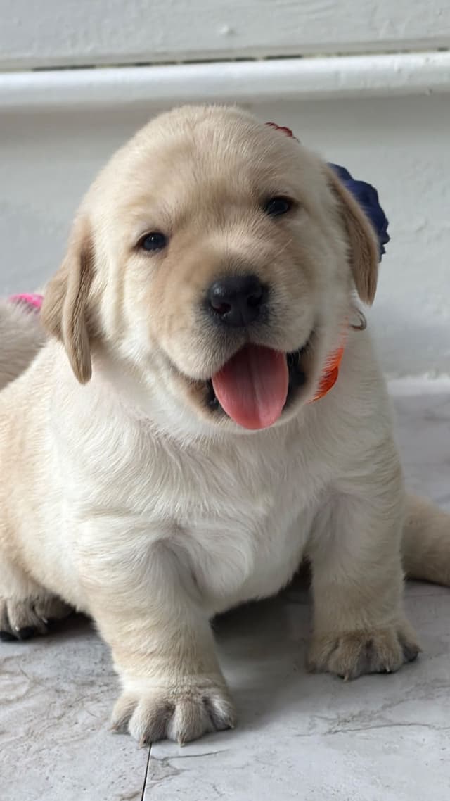 Labrador Retriever Puppies media 6