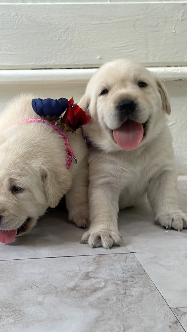 Labrador Retriever Puppies media 8