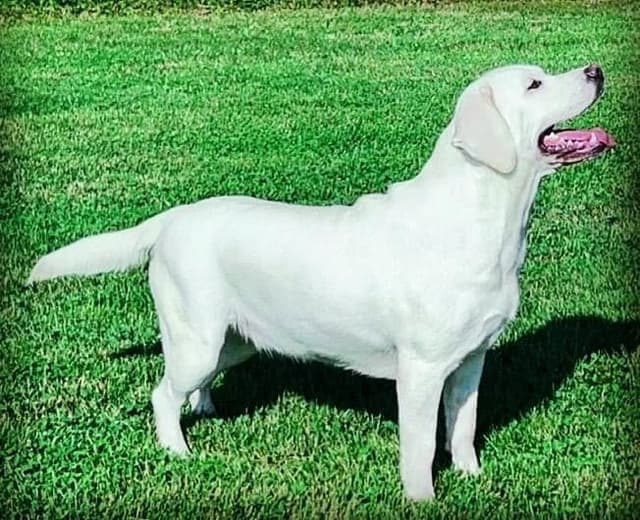 Labrador Retriever Puppies media 9