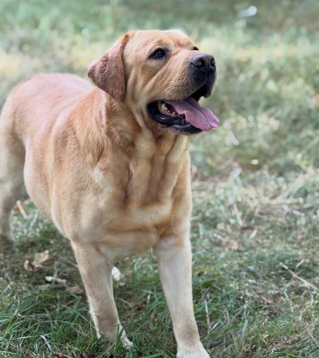 Labrador Retriever Puppies media 10