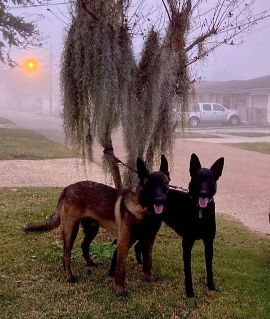 Belgian Malinois Puppies breeder image 1