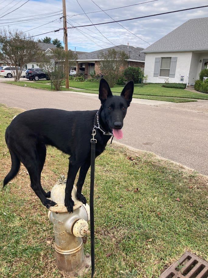Belgian Malinois Puppies breeder image 3
