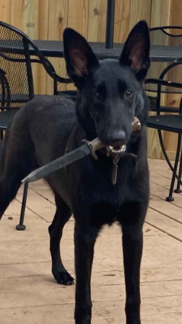 Belgian Malinois Puppies breeder image 5