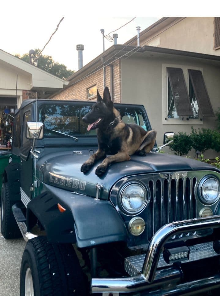Belgian Malinois Puppies breeder image 6