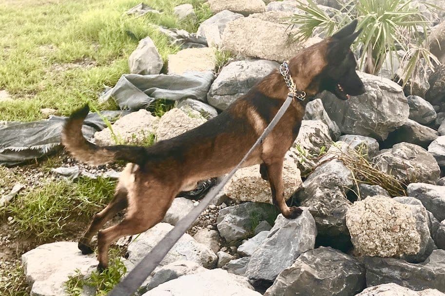 Belgian Malinois Puppies breeder image 10