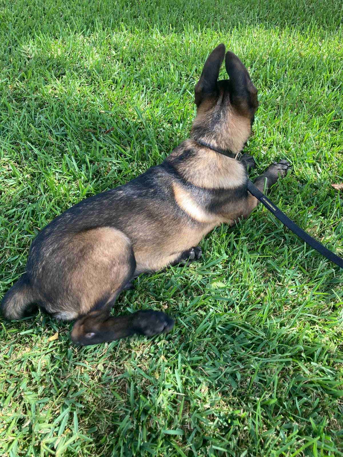Belgian Malinois Puppies breeder image 11