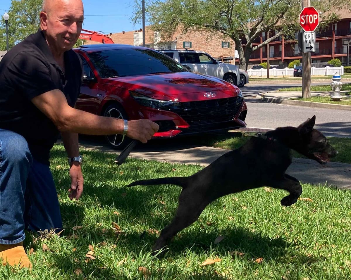 Belgian Malinois Puppies breeder image 16