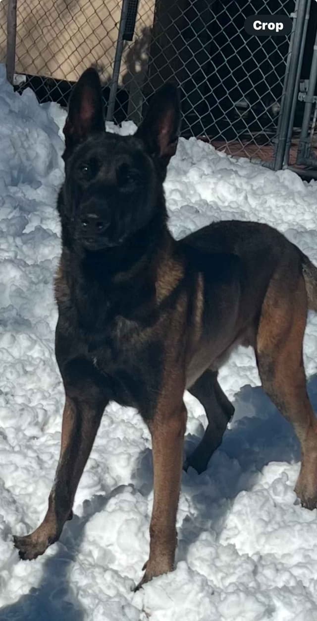Belgian Malinois Puppies media 3