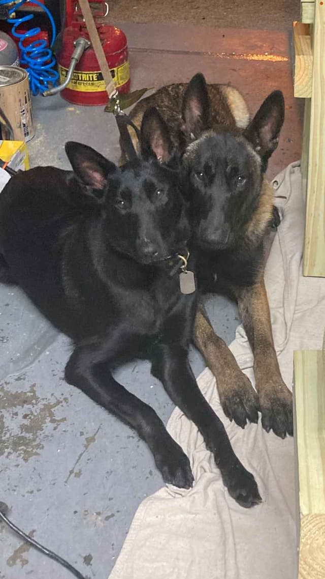Belgian Malinois Puppies media 4